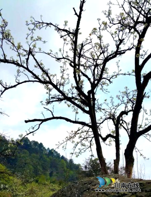 江阳区丹林“梨花飞舞”摄影大赛评选揭晓(图11) 江阳区丹林“梨花飞舞”摄影大赛评选揭晓(图11)
