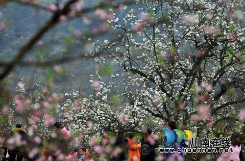江阳区丹林“梨花飞舞”摄影大赛评选揭晓(图12) 江阳区丹林“梨花飞舞”摄影大赛评选揭晓(图12)