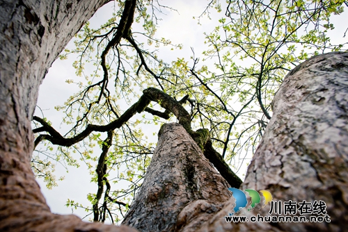 江阳区丹林“梨花飞舞”摄影大赛评选揭晓(图13) 江阳区丹林“梨花飞舞”摄影大赛评选揭晓(图13)
