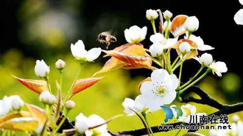 江阳区丹林“梨花飞舞”摄影大赛评选揭晓(图15) 江阳区丹林“梨花飞舞”摄影大赛评选揭晓(图15)