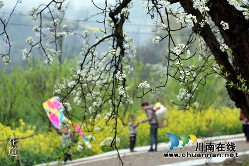 江阳区丹林“梨花飞舞”摄影大赛评选揭晓(图16) 江阳区丹林“梨花飞舞”摄影大赛评选揭晓(图16)