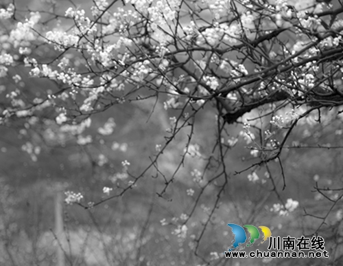 江阳区丹林“梨花飞舞”摄影大赛评选揭晓(图17) 江阳区丹林“梨花飞舞”摄影大赛评选揭晓(图17)