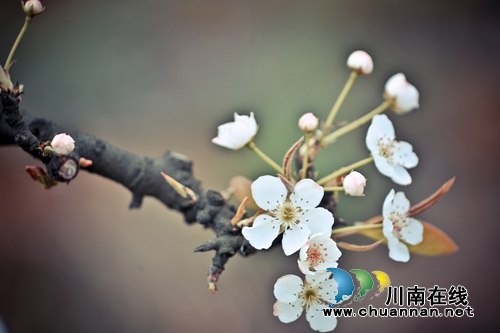 江阳区丹林“梨花飞舞”摄影大赛评选揭晓(图18) 江阳区丹林“梨花飞舞”摄影大赛评选揭晓(图18)