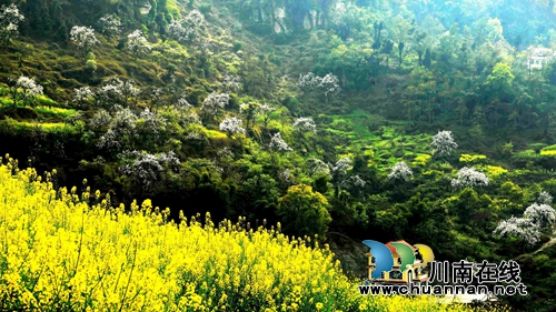 江阳区丹林“梨花飞舞”摄影大赛评选揭晓(图19) 江阳区丹林“梨花飞舞”摄影大赛评选揭晓(图19)