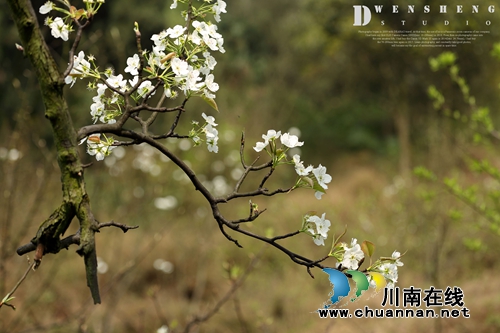 江阳区丹林“梨花飞舞”摄影大赛评选揭晓(图21) 江阳区丹林“梨花飞舞”摄影大赛评选揭晓(图21)