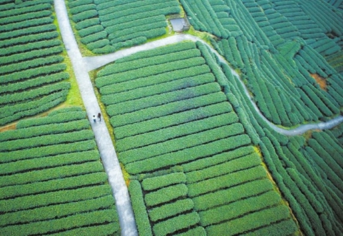 三年，俯瞰芦山新颜(图3)