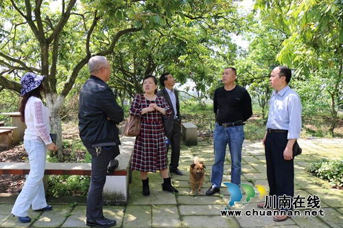 泸县龙眼生了“病” 农科院专家来现场“把脉”(图1) 泸县龙眼生了“病” 农科院专家来现场“把脉”(图1)