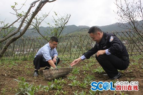 民警来种田 自贡东兴派出所有个“开心农场”(图2) 民警来种田 自贡东兴派出所有个“开心农场”(图2)