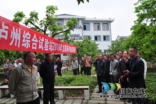泸州市龙眼春季培训会在泸县召开(图2) 泸州市龙眼春季培训会在泸县召开(图2)