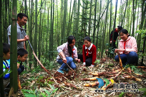 纳溪打古镇:苦笋产业让村民尝到“甜头”(图1) 纳溪打古镇:苦笋产业让村民尝到“甜头”(图1)