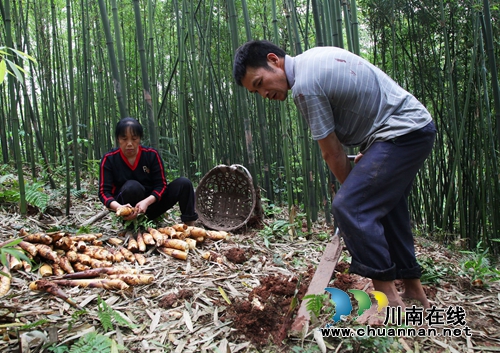 纳溪打古镇:苦笋产业让村民尝到“甜头”(图2) 纳溪打古镇:苦笋产业让村民尝到“甜头”(图2)