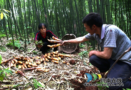 纳溪打古镇:苦笋产业让村民尝到“甜头”(图3) 纳溪打古镇:苦笋产业让村民尝到“甜头”(图3)