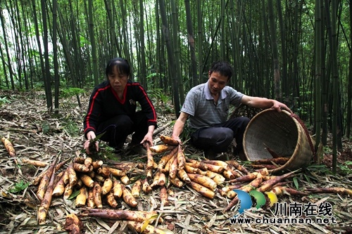 纳溪打古镇:苦笋产业让村民尝到“甜头”(图4) 纳溪打古镇:苦笋产业让村民尝到“甜头”(图4)