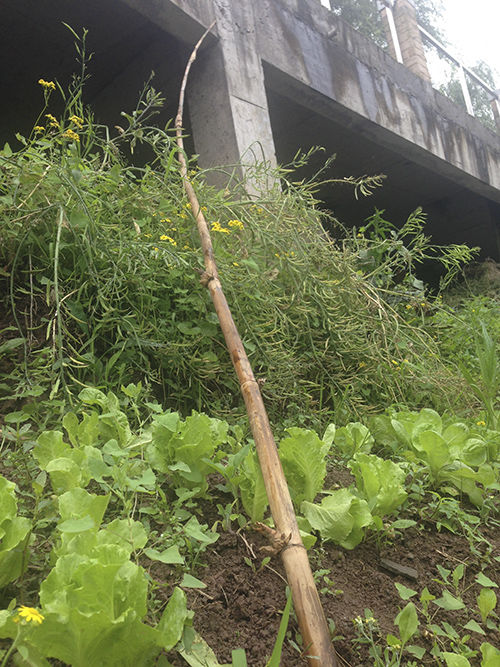 泸县小偷溺亡追踪：小偷逃跑时持刀威胁保安(图4)