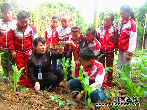 纳溪丰乐小学:娃娃栽红苕感受“劳动美”(图1) 纳溪丰乐小学:娃娃栽红苕感受“劳动美”(图1)