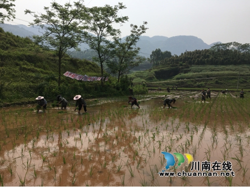 泸县方洞：组织“助耕队”扶贫入户(图1)