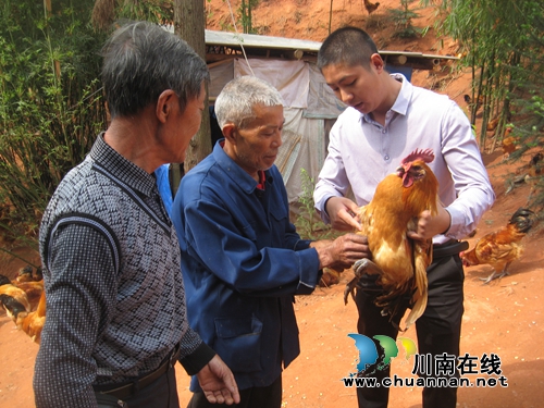 纳溪:大学生村官免费指导让贫困户走上致富路(图1) 纳溪:大学生村官免费指导让贫困户走上致富路(图1)