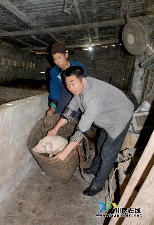 泰安街道：老党员给贫困户赊养仔猪助其脱困(图1)