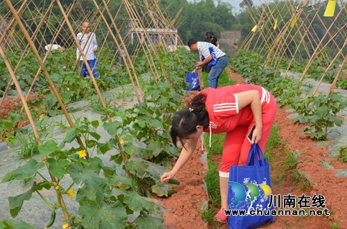 华阳街道干部职工参观董允坝现代农业示范区(图2) 华阳街道干部职工参观董允坝现代农业示范区(图2)