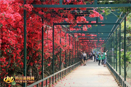 宜宾城区现“十里花街” 市民坐拥摄影盛地(图1) 宜宾城区现“十里花街” 市民坐拥摄影盛地(图1)