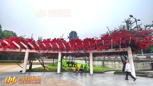 宜宾城区现“十里花街” 市民坐拥摄影盛地(图2) 宜宾城区现“十里花街” 市民坐拥摄影盛地(图2)