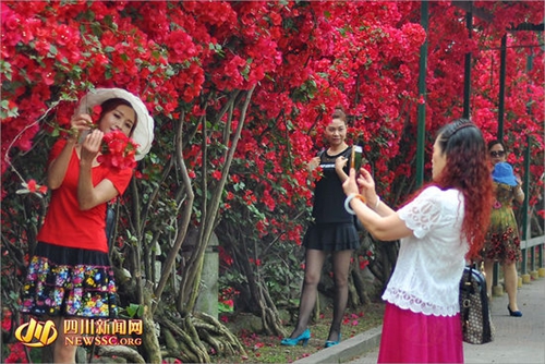 宜宾城区现“十里花街” 市民坐拥摄影盛地(图3) 宜宾城区现“十里花街” 市民坐拥摄影盛地(图3)