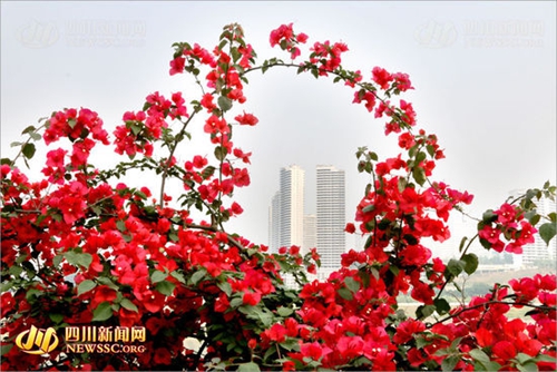 宜宾城区现“十里花街” 市民坐拥摄影盛地(图5) 宜宾城区现“十里花街” 市民坐拥摄影盛地(图5)