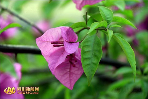 宜宾城区现“十里花街” 市民坐拥摄影盛地(图6) 宜宾城区现“十里花街” 市民坐拥摄影盛地(图6)