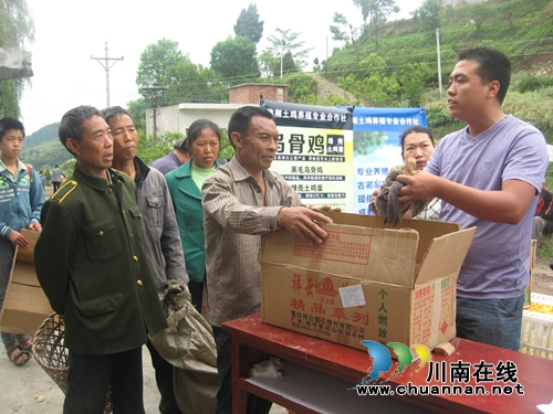 5万只纳溪土鸡扎根古蔺 助贫农“造血”致富(图1) 5万只纳溪土鸡扎根古蔺 助贫农“造血”致富(图1)