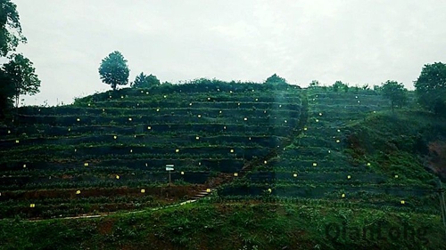 宜宾将打造世界最大沉香种植基地(图1)