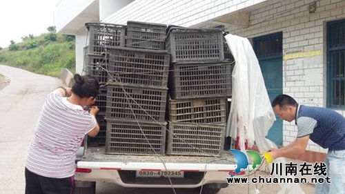 合江县城环局:帮扶送鸡苗 群众笑开颜(图1) 合江县城环局:帮扶送鸡苗 群众笑开颜(图1)