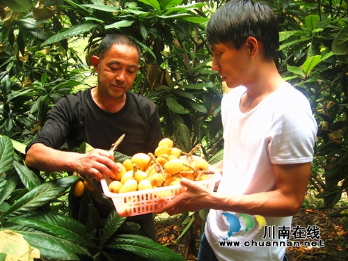 种枇杷养土鸡&nbsp;纳溪渠坝荒山坡变“聚宝盆”(图1)