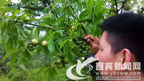 宜宾返乡青年 废旧瓶里“淘黄金”(图2) 宜宾返乡青年 废旧瓶里“淘黄金”(图2)