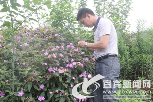 宜宾返乡青年 废旧瓶里“淘黄金”(图3) 宜宾返乡青年 废旧瓶里“淘黄金”(图3)