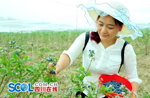 5月27日 宜宾首届蓝莓节正式开园(图1) 5月27日 宜宾首届蓝莓节正式开园(图1)
