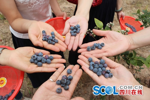 5月27日 宜宾首届蓝莓节正式开园(图2) 5月27日 宜宾首届蓝莓节正式开园(图2)
