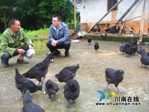 纳溪:“第一书记”帮忙 特困户变“养鸡大王”(图1) 纳溪:“第一书记”帮忙 特困户变“养鸡大王”(图1)