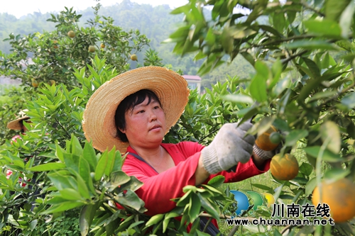 泸州纳溪:夏橙丰收产值上亿喜果农(图2) 泸州纳溪:夏橙丰收产值上亿喜果农(图2)