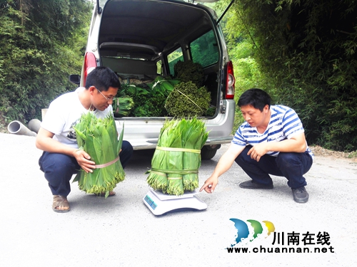 泸州：端午到粽子俏&nbsp;带动粽叶涨“身价”(图1)