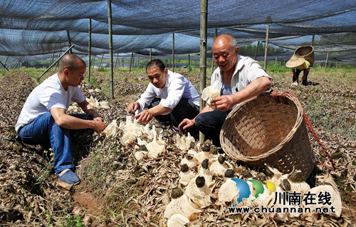 泸州纳溪:林下循环经济做实脱贫增收(图2) 泸州纳溪:林下循环经济做实脱贫增收(图2)