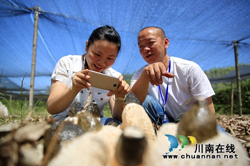 泸州纳溪:林下循环经济做实脱贫增收(图4) 泸州纳溪:林下循环经济做实脱贫增收(图4)
