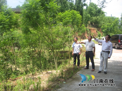 纳溪残疾人回乡种花木 助山里乡亲致富脱贫(图1) 纳溪残疾人回乡种花木 助山里乡亲致富脱贫(图1)