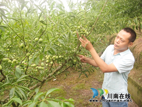 泸州江北果农办采摘节 300亩茵红李10元随便吃(图1) 泸州江北果农办采摘节 300亩茵红李10元随便吃(图1)