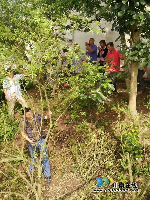 泸县毗卢:花椒技术培训助力脱贫攻坚(图2) 泸县毗卢:花椒技术培训助力脱贫攻坚(图2)