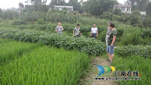 中保财险泸县分公司督查泸县水稻制种减灾实施情况(图1) 中保财险泸县分公司督查泸县水稻制种减灾实施情况(图1)