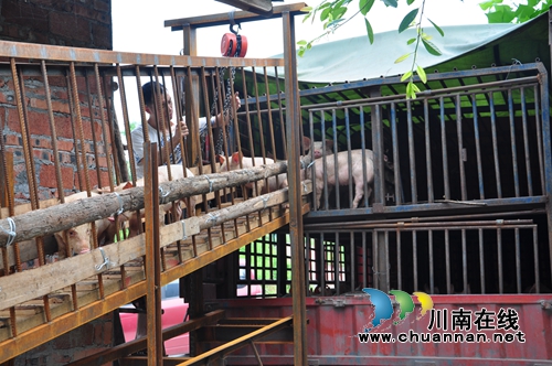 泸县电视台聚焦方洞镇扶贫产业生猪寄养项目(图1) 泸县电视台聚焦方洞镇扶贫产业生猪寄养项目(图1)