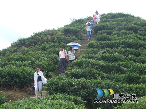 泸州古蔺县马嘶乡冲刺“中国最美茶乡”(图8)