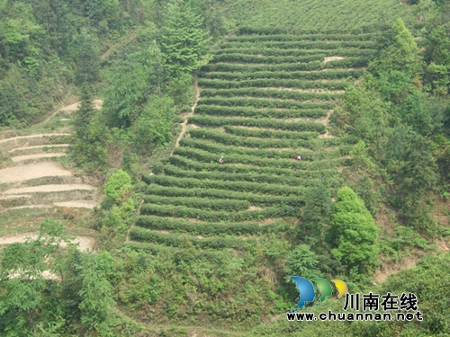 泸州古蔺县马嘶乡冲刺“中国最美茶乡”(图10)