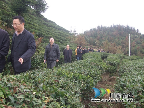 泸州古蔺县马嘶乡冲刺“中国最美茶乡”(图9)