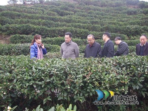泸州古蔺县马嘶乡冲刺“中国最美茶乡”(图2)